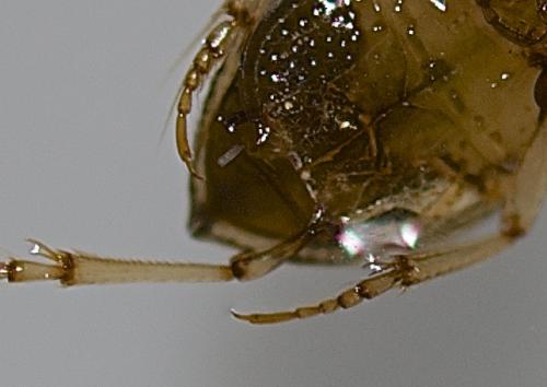 Peltodytes rotundatus